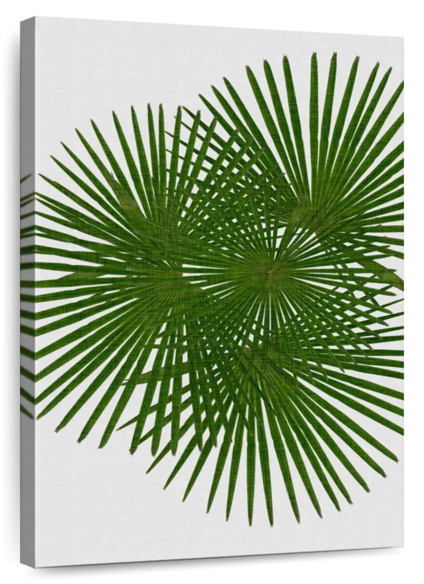 A Fan Palm Wall Art