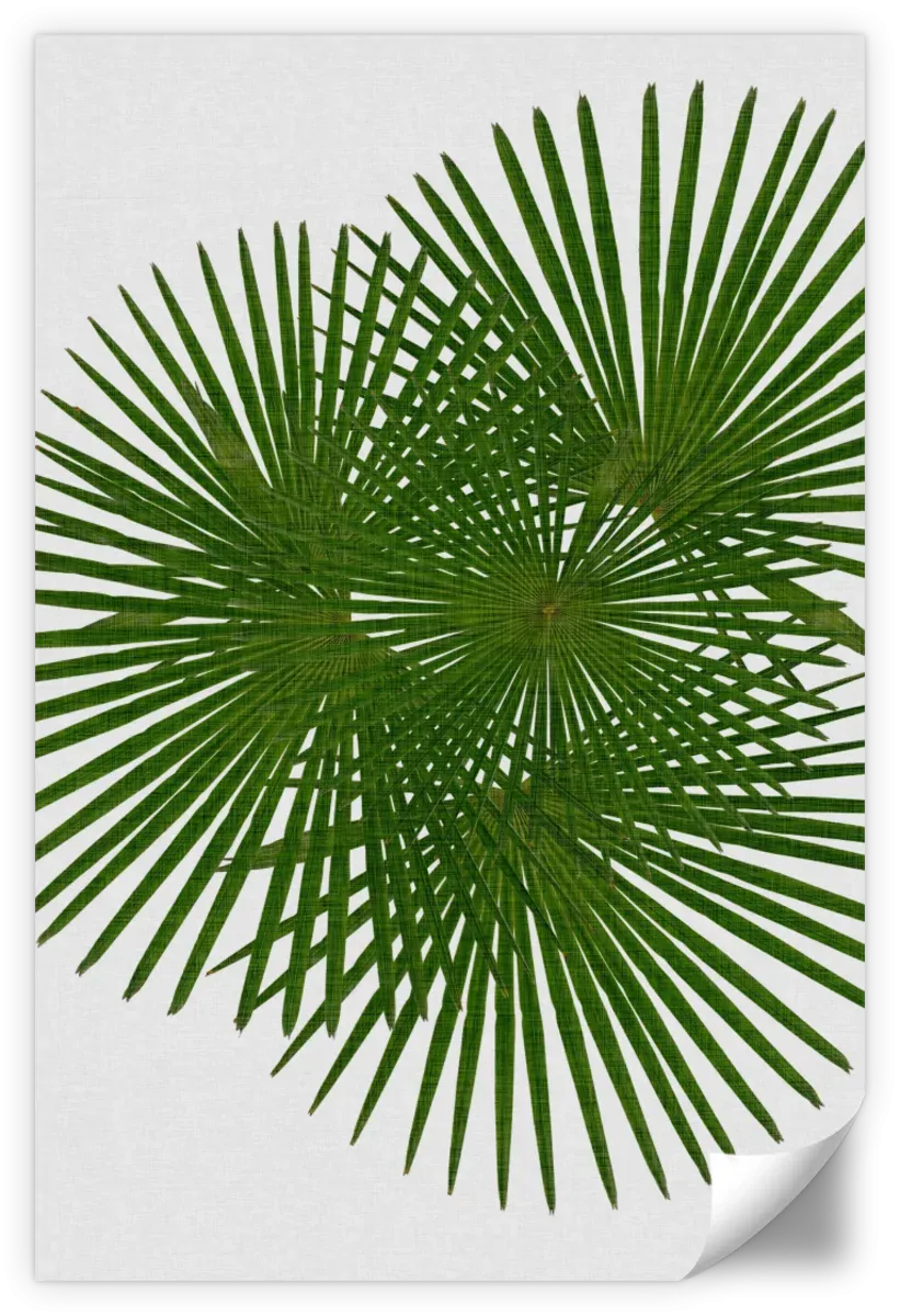 A Fan Palm Wall Art