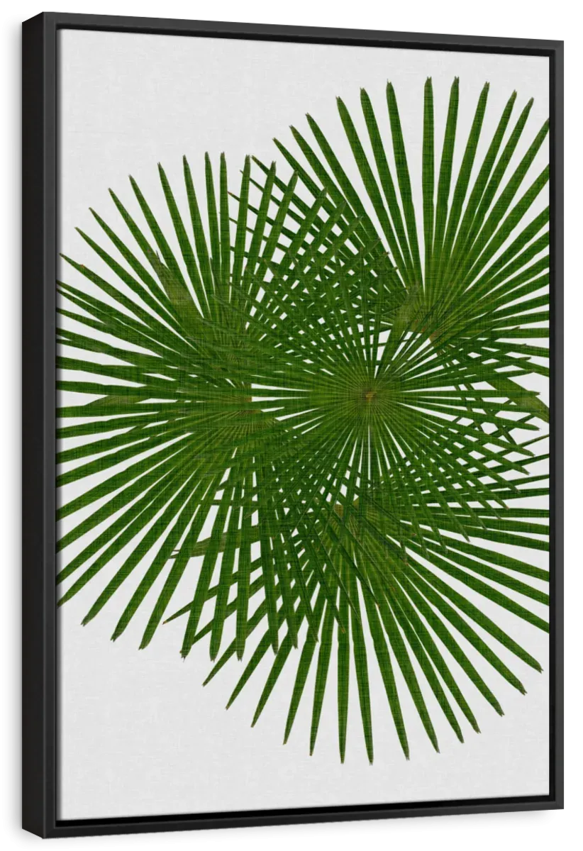 A Fan Palm Wall Art