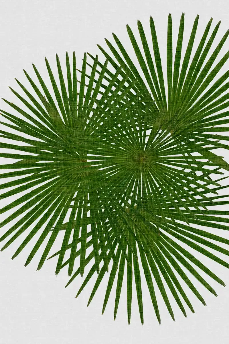 A Fan Palm Wall Art