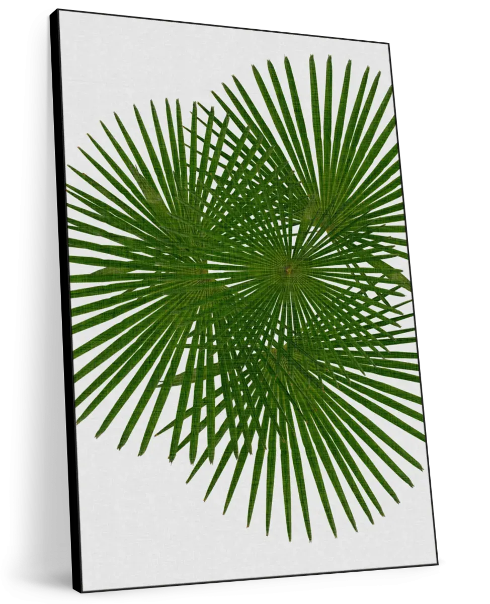 A Fan Palm Wall Art