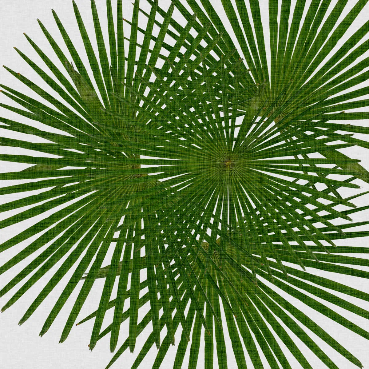 A Fan Palm Wall Art