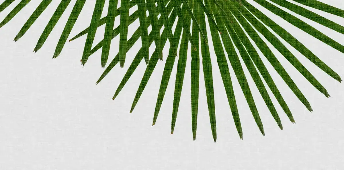 A Fan Palm Wall Art