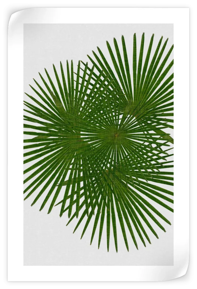 A Fan Palm Wall Art