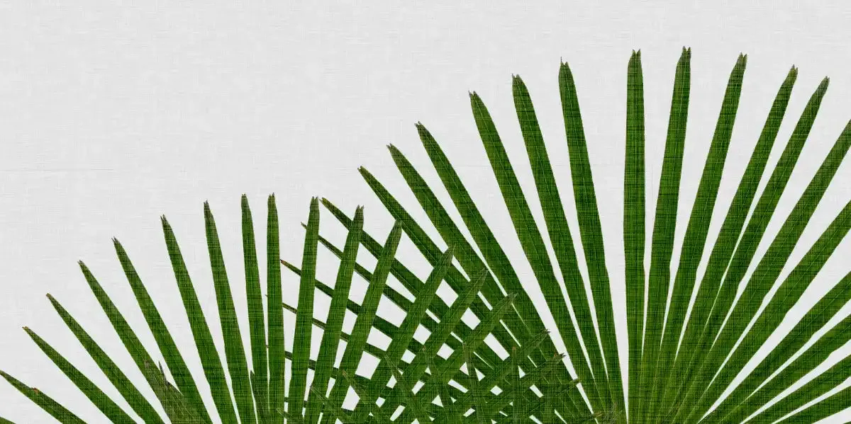 A Fan Palm Wall Art